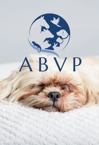 ABVP logo over small dog on bed at home